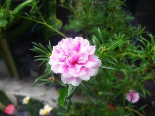 Rosa centifolia muscosa.jpg