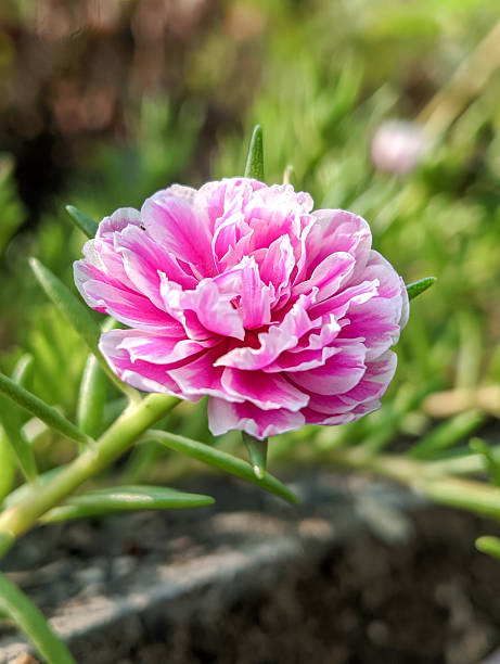 Portulaca grandiflora (rose purslane) with pink and white patterns.jpg