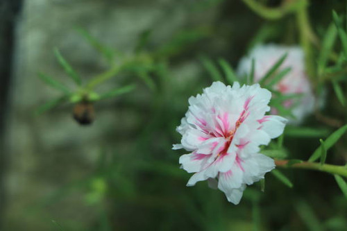 Portulaca grandiflora (Portulaca, Moss Rose, Sun plant, Sun Rose).jpg