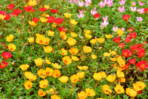 Portulaca is beautiful flower which is popular for summer flowerbed. Portulaca is especially well-su.jpg