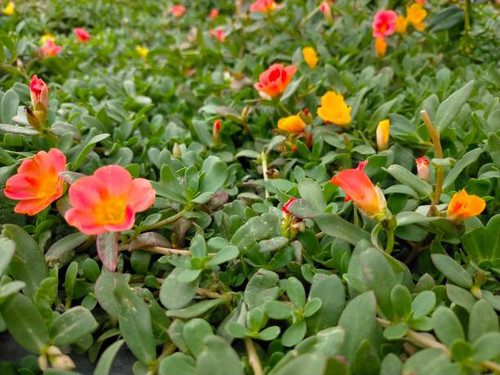 Portulaca botraticola, silk flower, typical of the Caribbean and South America..jpg
