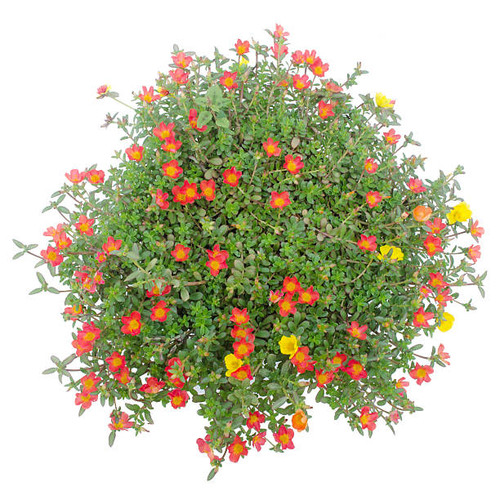 Portulaca flower in pot  isolated on white background.jpg