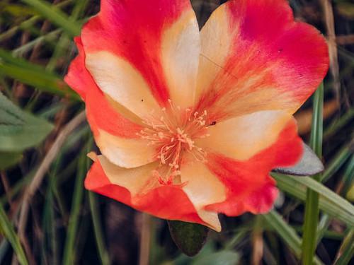 Portulaca Grandiflora flowers are blooming, nine o'clock flowers that have pink flowers.jpg