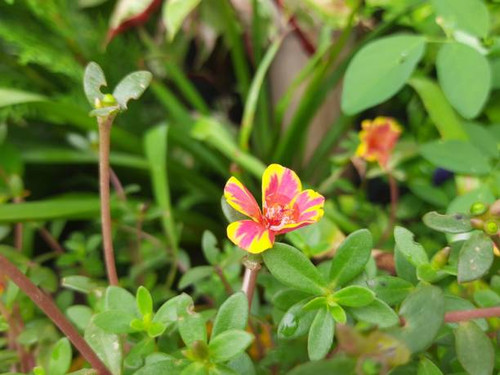 Portulaca grandiflora flower. It?is a?succulent?flowering plant?in the family?Portulacaceae, native .jpg