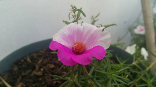 Moss Rose, Sun Rose, Rock Rose.jpg