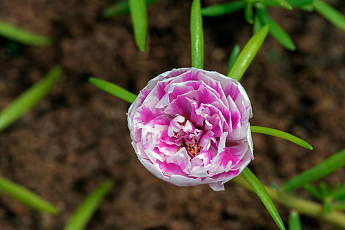 SAO PAULO, SP, BRAZIL - MARCH 20, 2016 - Rose moss or eleven o'clock, Portulaca grandiflora, flower .jpg