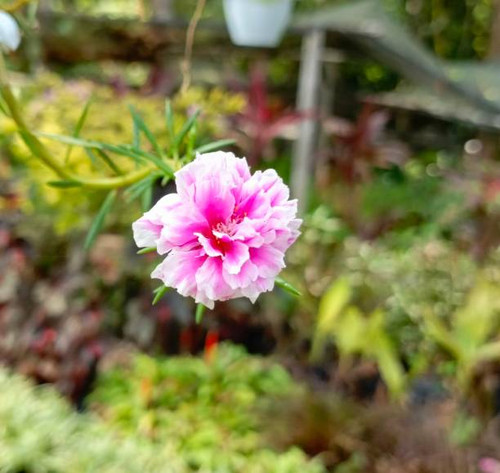 Rose purslane or rose moss is an ornamental plant belonging to the Portulacaceae family originating .jpg