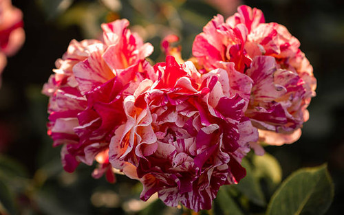 Close-up of roses in sunlight.jpg