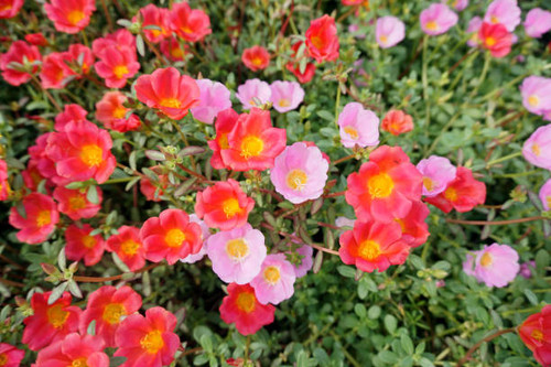 Portulaca oleracea, Beautiful colorful flowers.jpg