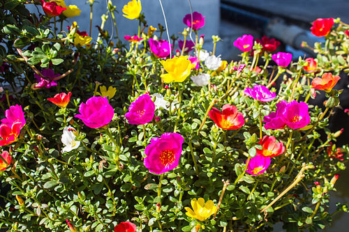 Small flower in garden beautiful bright colors. Portulaca oleracea pink flowers blooming in the gard.jpg
