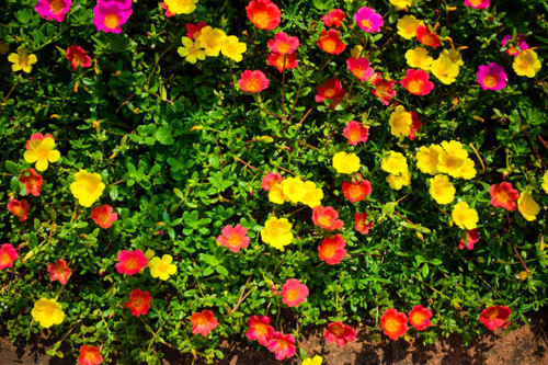 Portulaca flower moss rose flowers of different colors in a house garden.jpg
