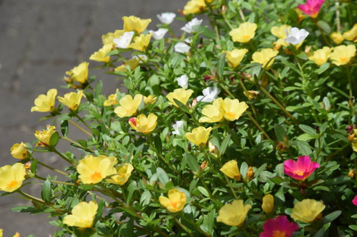 Portulaca ( Green purslane ) flowers. Portulacaceae evergreen perennial plants. Colorful flowers blo.jpg