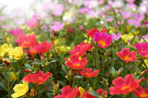 Portulaca flowers at the garden..jpg