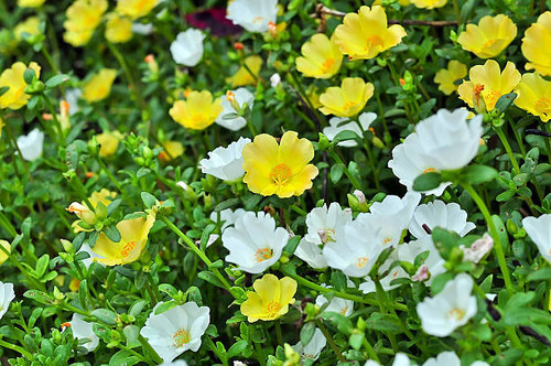 portulaca flowers in the garden..jpg