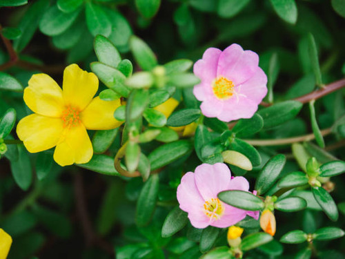 Purslane, Common purslane, Common garden purslane, Pigweed purslane, have medicinal properties, Smal.jpg