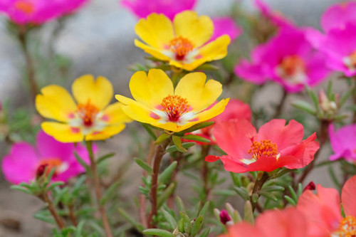 Purslane flowers, close up. Portulaca decorative yellow, red and pink in the garden. Ground Cover pl.jpg