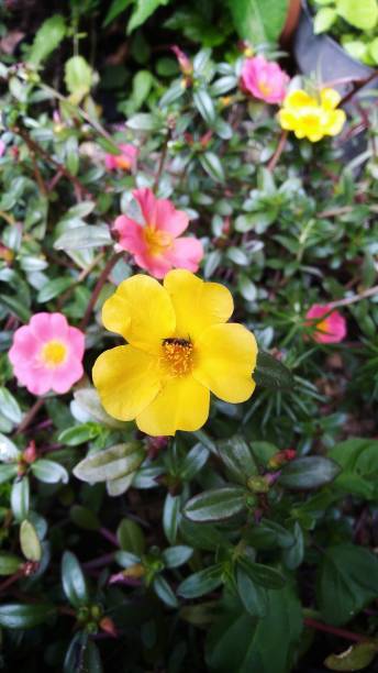 A Little insect in the pistil of yellow moss - rose purslane flower..jpg