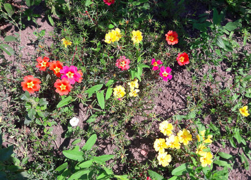 pictured in the photo purslane on a bed beautiful red and yellow.jpg