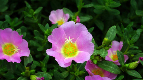 the beauty of purslane flower or rose moss. this plant is easy to grow in tropical and subtropical c.jpg