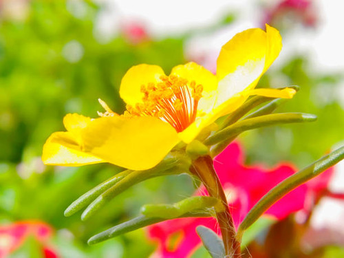 Portulaca grandiflora.jpg
