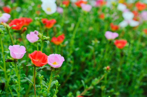 Pusley flower blooming on the garden backgrounds.jpg