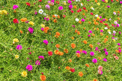 Pusley flower in garden (Portulaca oleracea).jpg