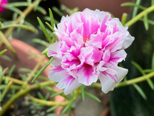 Portulaca is widely consumed as an edible plant, and in some areas it is invasive..jpg