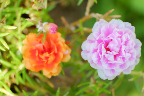 portulaca oleracea blooming, Common Purslane or Verdolaga flower.jpg