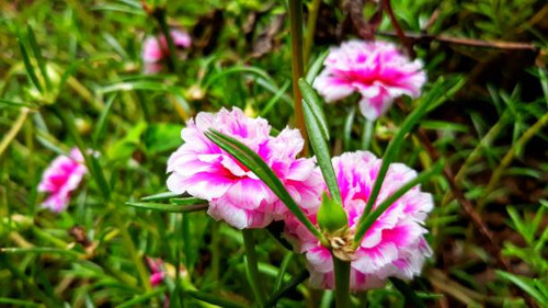 Portulaca grandiflora is a succulent flowering plant in the purslane family Portulacaceae, native to.jpg