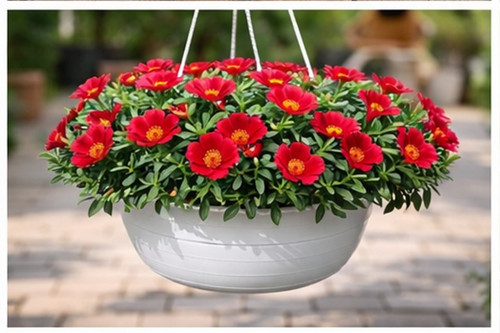 Deep Red Moss Rose09.jpg