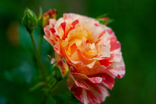 Single rose, nature blossom and leaf fresh plant flower floral.jpg