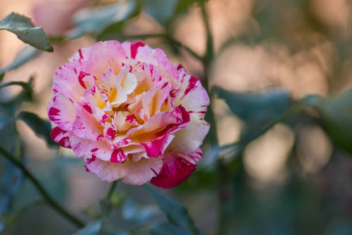 Striped yellow and red hybrid tea rose Claude Monet. Claude Monet roses.jpg
