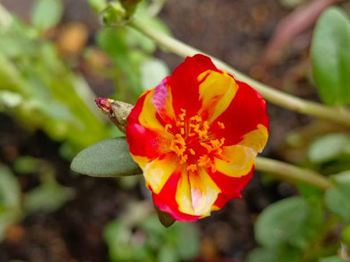 Selective focus of a Moss rose purslane or Japanese rose flower in the garden with blurry background.jpg
