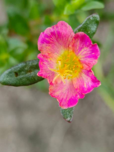 Selective focus of a Moss rose purslane or Japanese rose flower in the garden.jpg