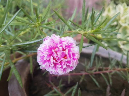 Seasonal flowers are grown all over in Khyber Pukhtoonkhwa in home inside and outdoor, garden, offic.jpg