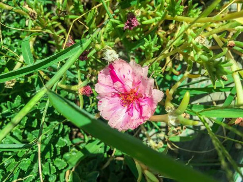 hot pink wild rose - Rosa nutkana.jpg
