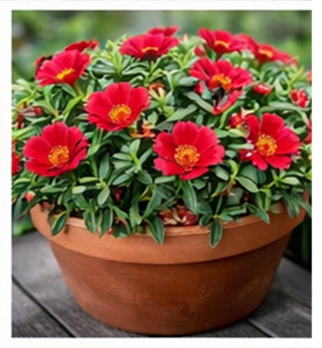 Deep Red Moss Rose15.jpg