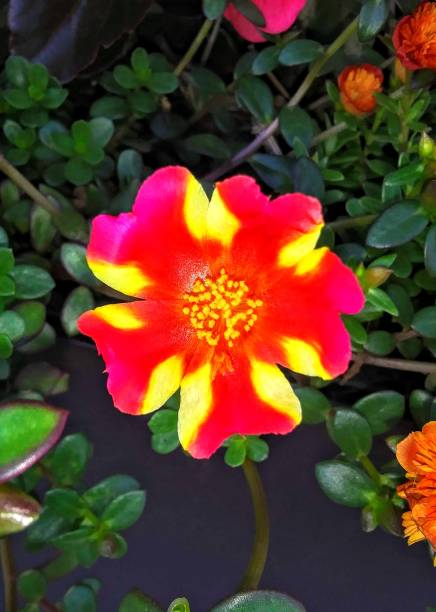 Rosa persica is an anomalous species of rose. It is native to deserts and steppes from Iran and Afgh.jpg