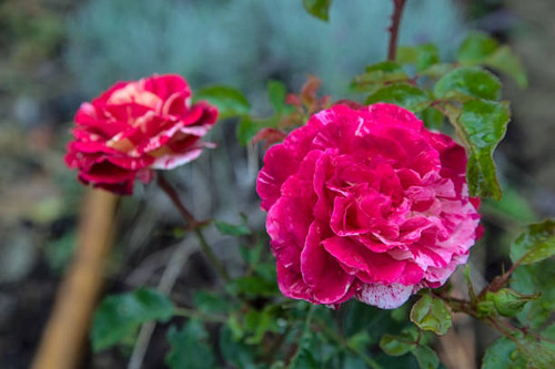 A white and pink rose in bloom on its stem.jpg