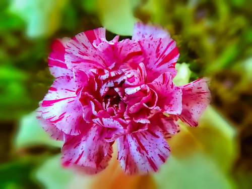 a flower with an unusual color.jpg