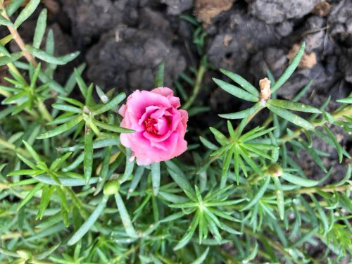 A small flower blooming in garden.jpg