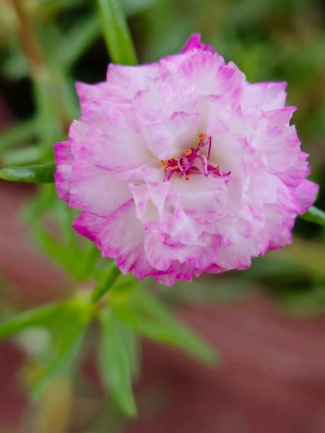 Selective focus of a portulaca grandiflora flower in the garden.jpg