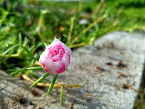Small flowers that still have buds are pink and white.jpg