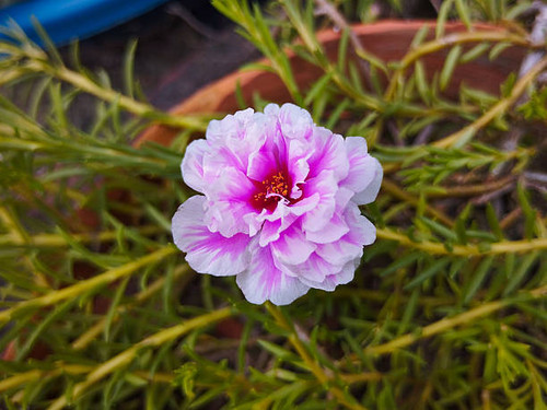This image features a close-up of a beautiful Portulaca grandiflora flower, also known as moss rose,.jpg