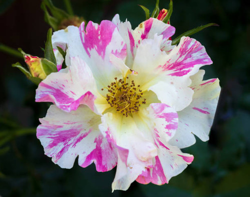 Close up image of the pink, white, and yellow rose "Soaring Spirits".  This rose was named to honor .jpg