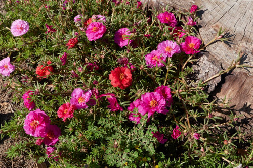 colorful flowers of Portulaca grandiflora plants.jpg