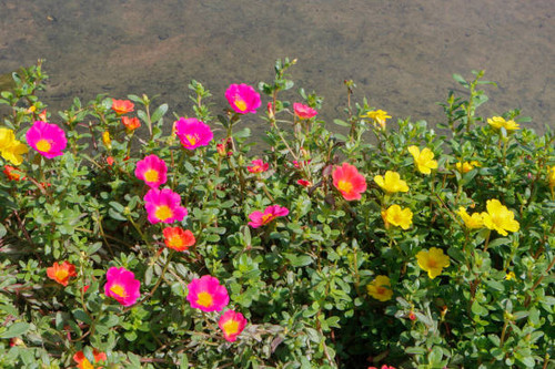 Portulaca grandiflora in pot decoration in garden.jpg
