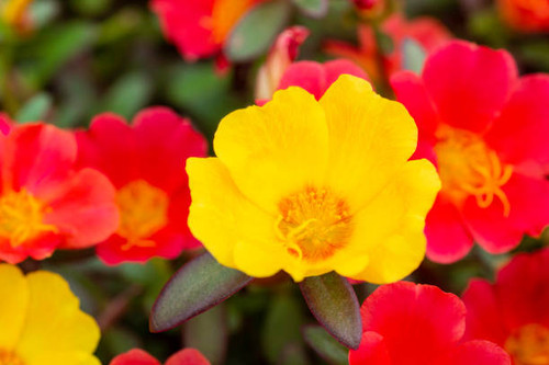 Portulaca grandiflora flower blooming on roadside land. This is beauty of the idyllic, peaceful rura.jpg