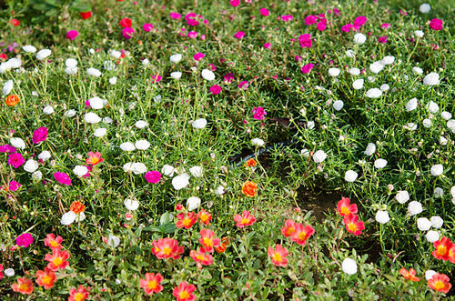 Portulaca grandiflora flowers with many colors.jpg