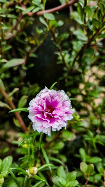 A vertical closeup shot of a pink peony blooming in the garden.jpg